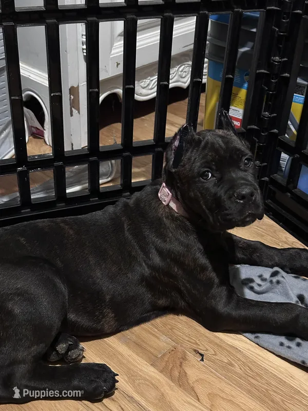 Brindle female – Cane Corso puppy for sale in Lula, GA