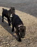 Brindle female, a female Cane Corso for sale in Lula, GA – Photo 4 of 7