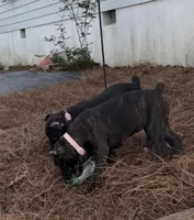 Brindle female, a female Cane Corso for sale in Lula, GA – Photo 3 of 7
