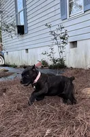 Brindle female, a female Cane Corso for sale in Lula, GA – Photo 5 of 7