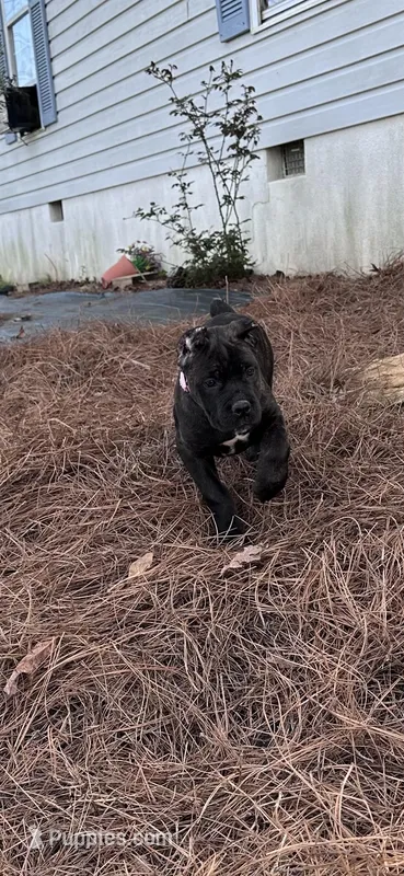 Brindle female – Cane Corso puppy for sale in Lula, GA