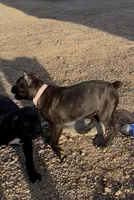 Brindle female, a female Cane Corso for sale in Lula, GA – Photo 2 of 7