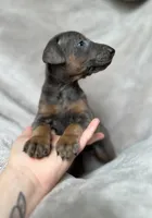 Blue, a female Doberman Pinscher for sale in Lula, GA – 2 of 6