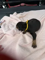 Black male , a male Doberman Pinscher for sale in Lula, GA – 2 of 6