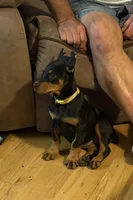 Black female yellow collar , a male Doberman Pinscher for sale in Lula, GA – 3 of 4