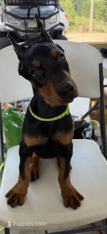 Lime green collar  – Doberman Pinscher puppy for sale in Lula, GA