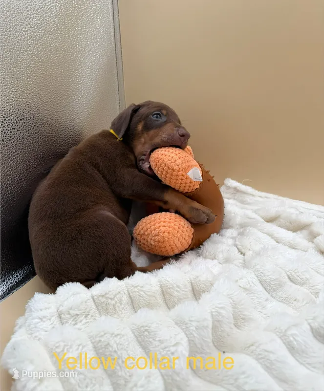 Red boy, yellow collar
