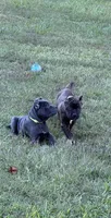 Blue female, a female Cane Corso for sale in Lula, GA – 3 of 4