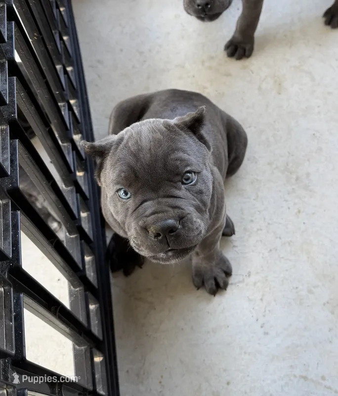Blue female ears cropped  – Cane Corso puppy for sale in Lula, GA
