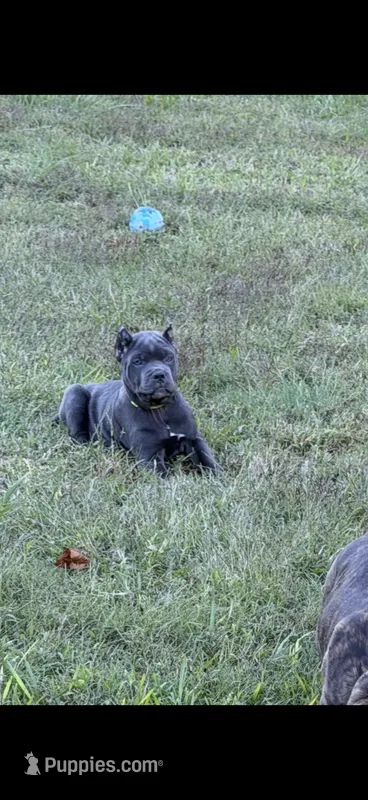 Blue female – Cane Corso puppy for sale in Lula, GA