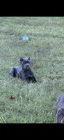 Blue female, a female Cane Corso for sale in Lula, GA – 1 of 4