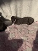 Blue female pink collar, a female Cane Corso for sale in Lula, GA – 3 of 3