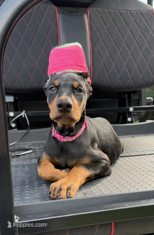 Black female pink collar  – Doberman Pinscher puppy for sale in Lula, GA