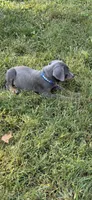 Blue male , a male Doberman Pinscher for sale in Lula, GA – 6 of 6