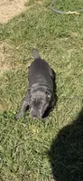 Blue girl green collar , a female Cane Corso for sale in Lula, GA – 2 of 9