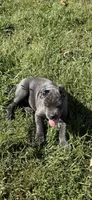 Blue girl green collar , a female Cane Corso for sale in Lula, GA – 3 of 9