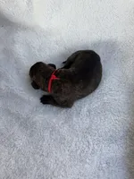 Brindle male red collar, a male Cane Corso for sale in Lula, GA – 6 of 6
