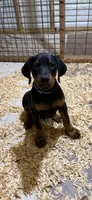 Black male blue collar.  , a male Doberman Pinscher for sale in Lula, GA – 4 of 6