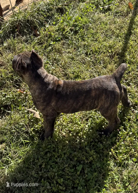 Brindle boy – Cane Corso puppy for sale in Lula, GA
