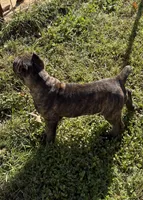 Brindle boy, a male Cane Corso for sale in Lula, GA – 1 of 9