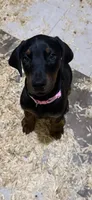 Black female pink collar , a female Doberman Pinscher for sale in Lula, GA – 3 of 8