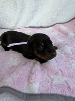 Black female w/ pink collar, a female Doberman Pinscher for sale in Lula, GA – 2 of 4