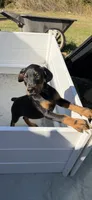 Black male , a male Cane Corso for sale in Lula, GA – 4 of 9