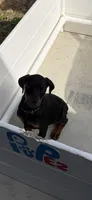 Black female , a female Doberman Pinscher for sale in Lula, GA – 2 of 9