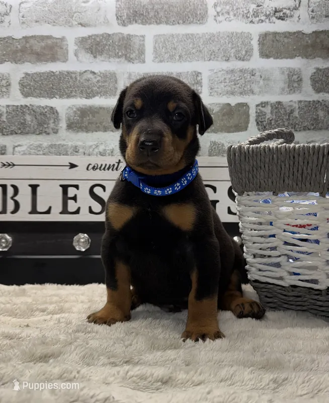 Black male  blue collar – Doberman Pinscher puppy for sale in Lula, GA