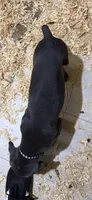 Blue boy black collar, a male Doberman Pinscher for sale in Lula, GA – 6 of 8