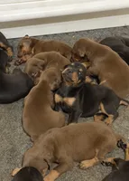 Red female , a female Doberman Pinscher for sale in Lula, GA – 7 of 7