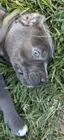 Blue female, a female Cane Corso for sale in Lula, GA – 2 of 4