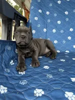 Blue female green collar , a female Cane Corso for sale in Lula, GA – 3 of 5