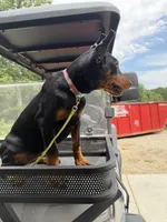 Zara, a female Doberman Pinscher for sale in Lula, GA – 4 of 7