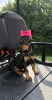 Black female leopard  collar , a female Doberman Pinscher for sale in Lula, GA – 5 of 6
