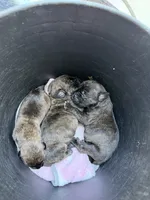 Brindle male teal collar , a male Cane Corso for sale in Lula, GA – 5 of 5
