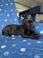 Black girl green collar , a female Cane Corso for sale in Lula, GA – 4 of 5