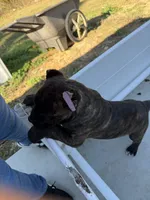 Brindle boy, a male Cane Corso for sale in Lula, GA – 3 of 9