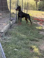 Black female , a female Doberman Pinscher for sale in Lula, GA – 9 of 9