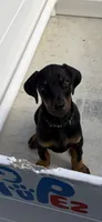 Black female , a female Doberman Pinscher for sale in Lula, GA – 4 of 9