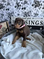 Red female pink collar , a female Doberman Pinscher for sale in Lula, GA – 6 of 9