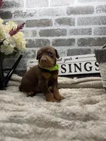 Red female. Green collar , a female Doberman Pinscher for sale in Lula, GA – 3 of 3