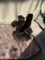 Blue female teal collar, a female Cane Corso for sale in Lula, GA – 4 of 4