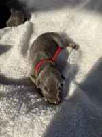 Blue male red collar , a male Doberman Pinscher for sale in Lula, GA – 3 of 4