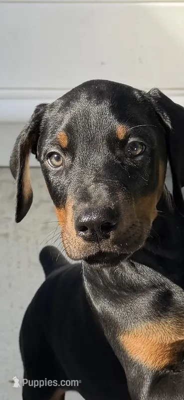 Black male  – Cane Corso puppy for sale in Lula, GA
