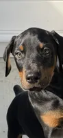 Black male , a male Cane Corso for sale in Lula, GA – 1 of 9