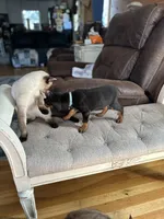Black male  blue collar, a male Doberman Pinscher for sale in Lula, GA – 3 of 4