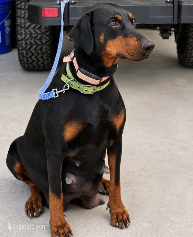 Pink collar. Red girl.  – Doberman Pinscher puppy for sale in Lula, GA