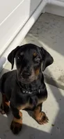 Black female , a female Doberman Pinscher for sale in Lula, GA – 1 of 9
