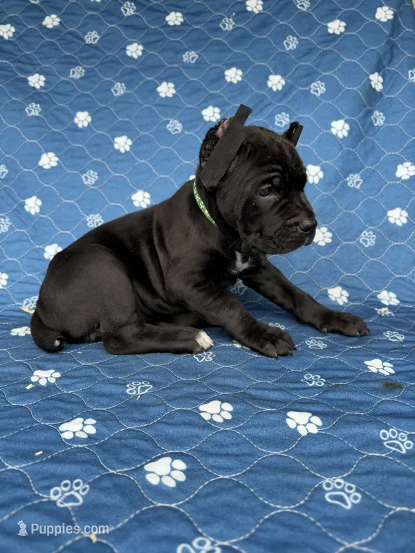 Black girl green collar  – Cane Corso puppy for sale in Lula, GA